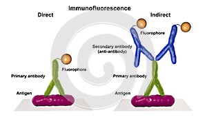 Direct and indirect immunofluorescent reactions RIF photo