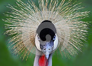 Direct look of a Black Crowned Crane