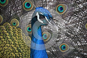 Direct Look in the Face of a Blue Peacock