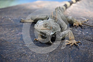 Direct Look into the Face of Iguana