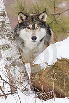 Direct stare down by timber wolf