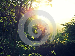 Direct sun light coming through the foliage with rain drops falling