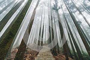 Direct sunlight through trees with fog in the forest with stone stair in Alishan National Forest Recreation Area in winter.