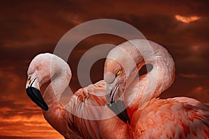 Direct view of two pink flamingo birds. Portrait of pink flamingos in the wild at sunset. Photo from wild nature