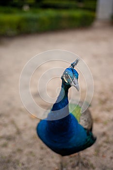 Directed blur. A peacock looking at the camera