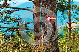 Direction arrow for guiding and navigation through the forest on pine tree trunk