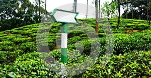 Direction board in tea field