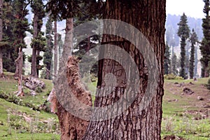 Direction Sign in the Forest.