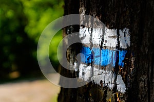 Direction sign on a tree trunk