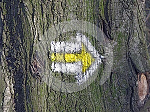 Directional mark on tree