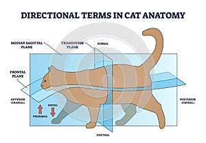 Directional terms in cat anatomy and quadrupeds division outline diagram