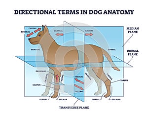 Directional terms in dog anatomy with animal sides division outline diagram