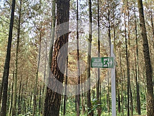 directions for evacuating forest visitors if there are signs of danger photo