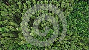 Directly above full frame shot of green pine forest