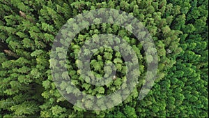 Directly above full frame shot of green pine forest