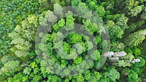 Directly above full frame shot of green pine forest