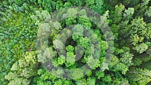 Directly above full frame shot of green pine forest