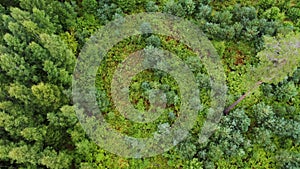 Directly above full frame shot of green pine forest