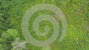 Directly above full frame shot of green pine forest