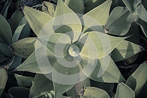 Directly above shot of a foxtail agave plant