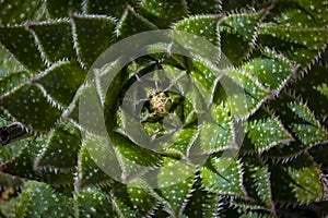 Directly above shot of Lace Aloe or Aristaloe aristata, abstract plant shot with green circular pattern