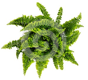 Directly above shot of nephrolepis fern isolated on white photo