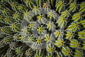 Directly above shot and view on the needles and spikes of plant Euphorbia Echinus