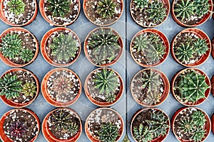 Directly above view of Gymnocalycium cactus