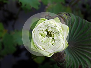 Directly above view of single, green white lotus, water lily, with Thai Style folding Petals, floating in the pond, green leave