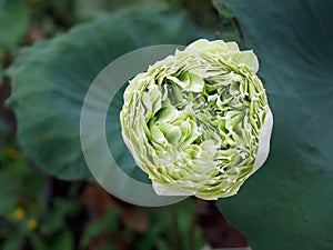 Directly above view of Thai local species Lotus, name Magnolia lotus, album plenum, white color flower, water lily, nelumbo