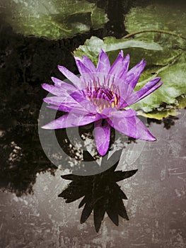 `Director Moore` water lily antiqued.