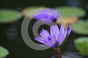 `Director Moore` water lily blooms and lilypads.