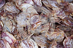 Dired squid for cooking in market