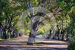 Dirt alley with trees
