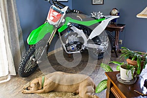 Dirt bike and dog photo