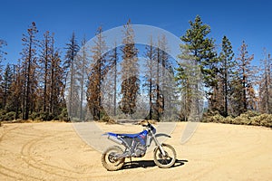 Dirt Bike in Forest