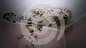 Dirt on the ceiling of an old house