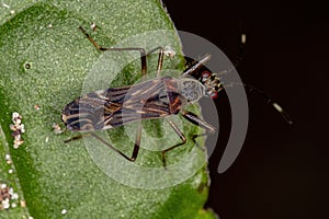 Dirt-colored Seed Bug