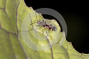 Dirt-colored Seed Bug