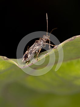 Dirt-colored Seed Bug