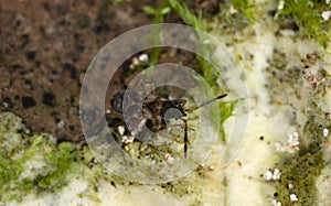 Dirt-colored Seed Bug, Scolopostethus thomsoni on fungi