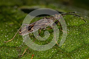 Dirt-colored Seed Bug