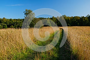 A dirt country road in the field of yellow autumn grass under a blue sky