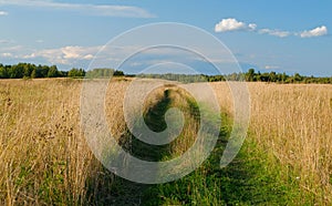 A dirt country road in the field of yellow autumn grass under a blue sky