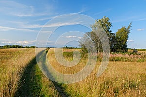A dirt country road in the field of yellow autumn grass under a blue sky