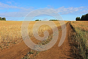 Dirt country road in a wheat field