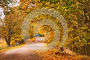 Dirt country sand road, lane with trees in autumn. Beautiful nature landscape. Fall season