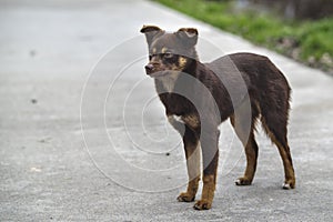 Dirt Dog on Countryside Road