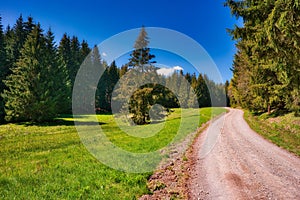 Dirt endless road to the forest and spruces on a green lawn on a sky background.