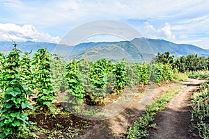 Dirt farm trail & bean crop, Guatemala, Central America